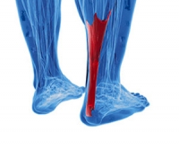 The Function of the Achilles Tendon
